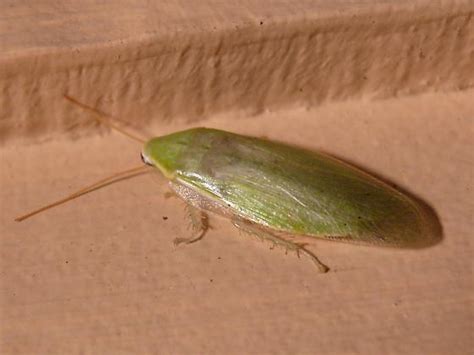 초록 바퀴벌레
